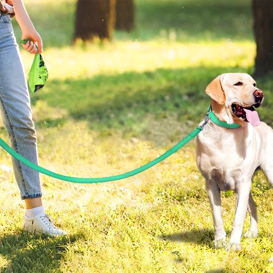 Chien en promenade dans un parc avec une laisse de chien verte