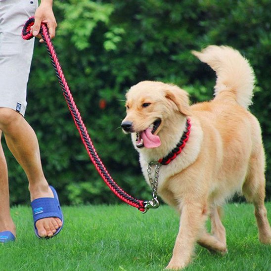 Laisse Chien | Titan Corda™ - Les Pattes Nomades
