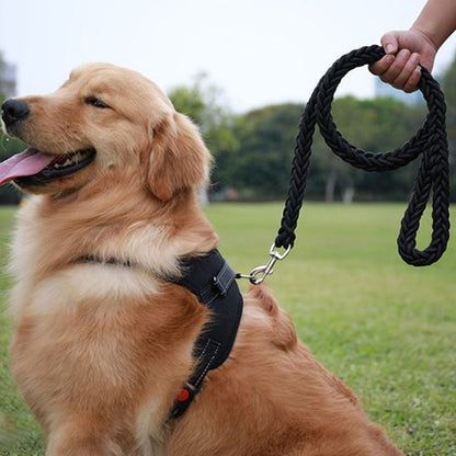 Laisse Chien | Titan Corda™ - Les Pattes Nomades
