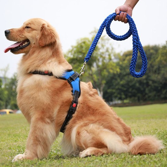 Laisse Chien | Titan Corda™ - Les Pattes Nomades