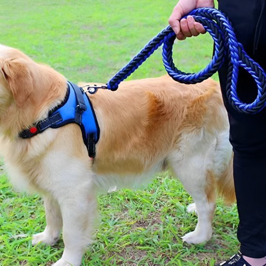 Laisse Chien | Titan Corda™ - Les Pattes Nomades