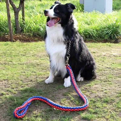 Laisse pour Chien | Braided Leash Pro - Les Pattes Nomades