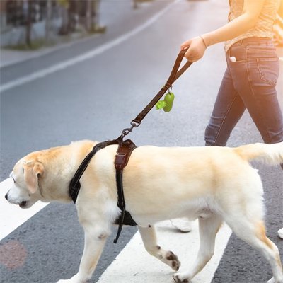 Laisse pour chien | Short Leash C Training - Les Pattes Nomades