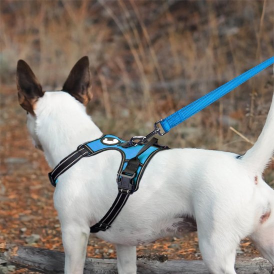 Petit chien avec harnais et laisse de chien bleue en promenade